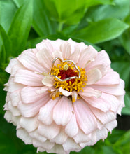 Load image into Gallery viewer, 14 Karat Yellow Gold Filled Squiggle Ring, Made to Order